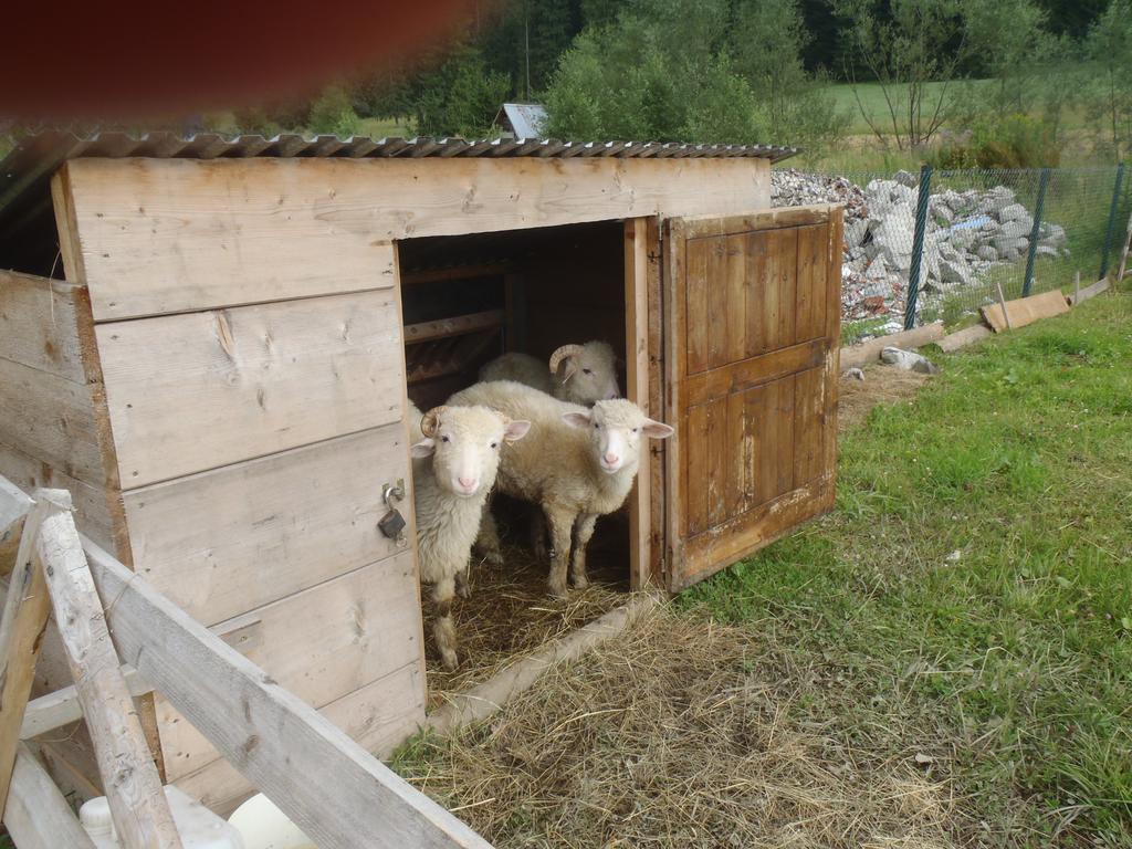 Willa Na Potoku Zakopane Zewnętrze zdjęcie