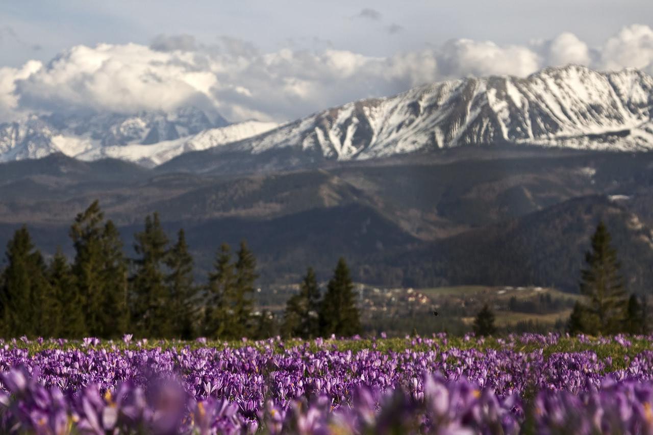 Willa Na Potoku Zakopane Zewnętrze zdjęcie